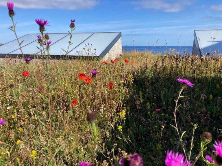 Tate St Ives_Coastal wildfloweres on the rooftop_Jamie Fobert Architects 3
